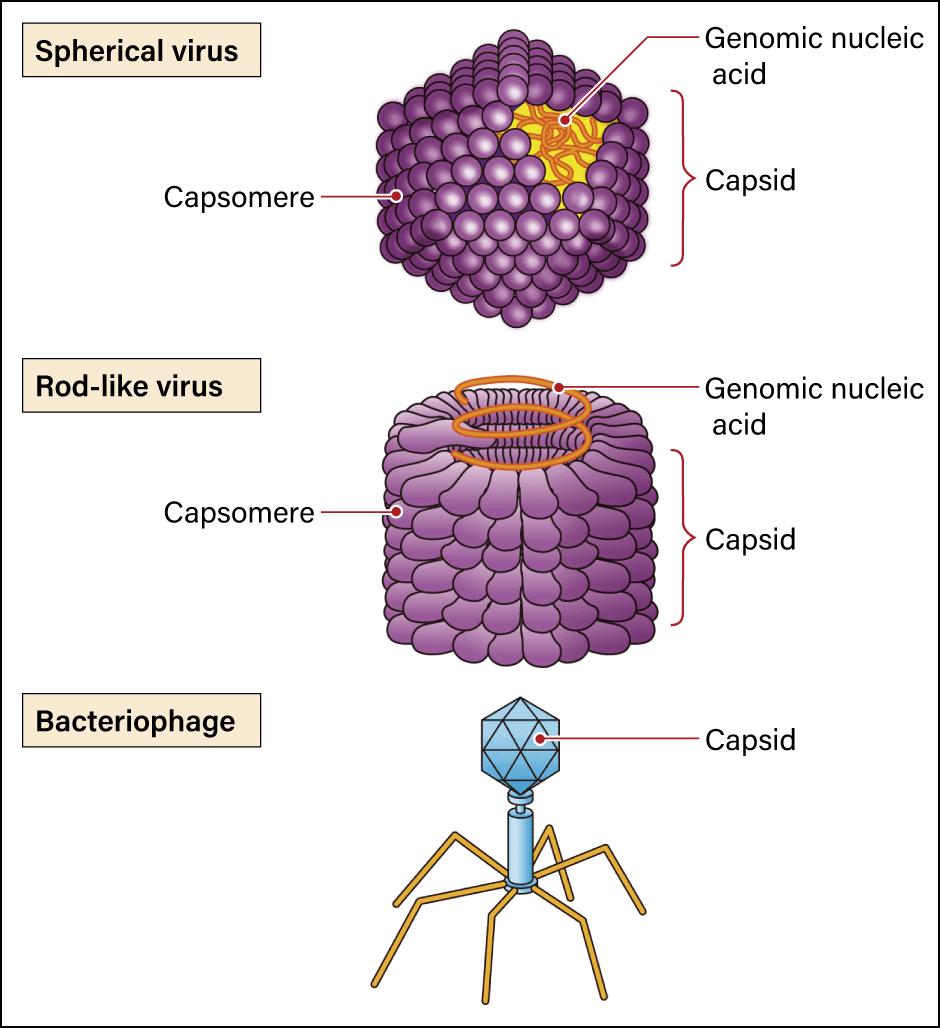 basic virus structure