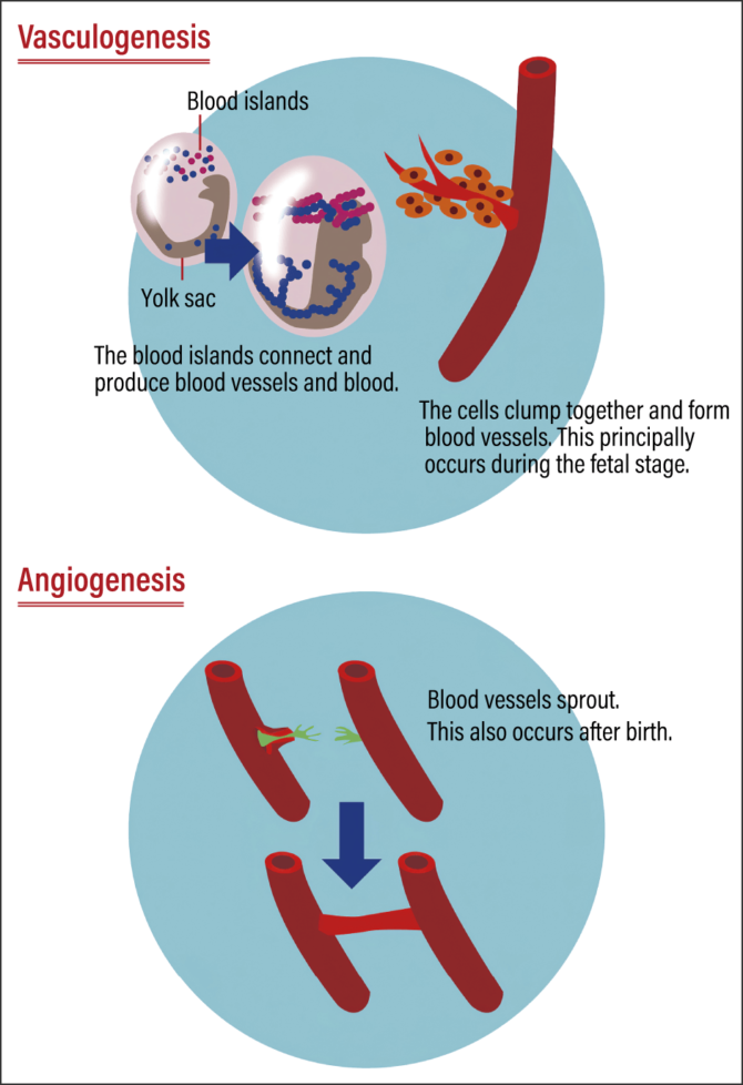 Will shedding light on blood vessel formation open the door to new ...