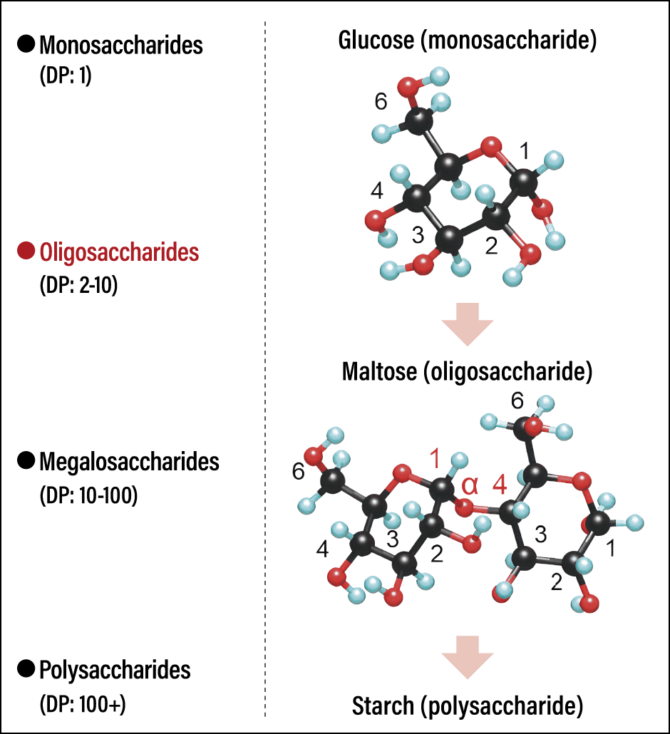 Developing New Oligosaccharides That Boost Only Beneficial Gut Bacteria 2538