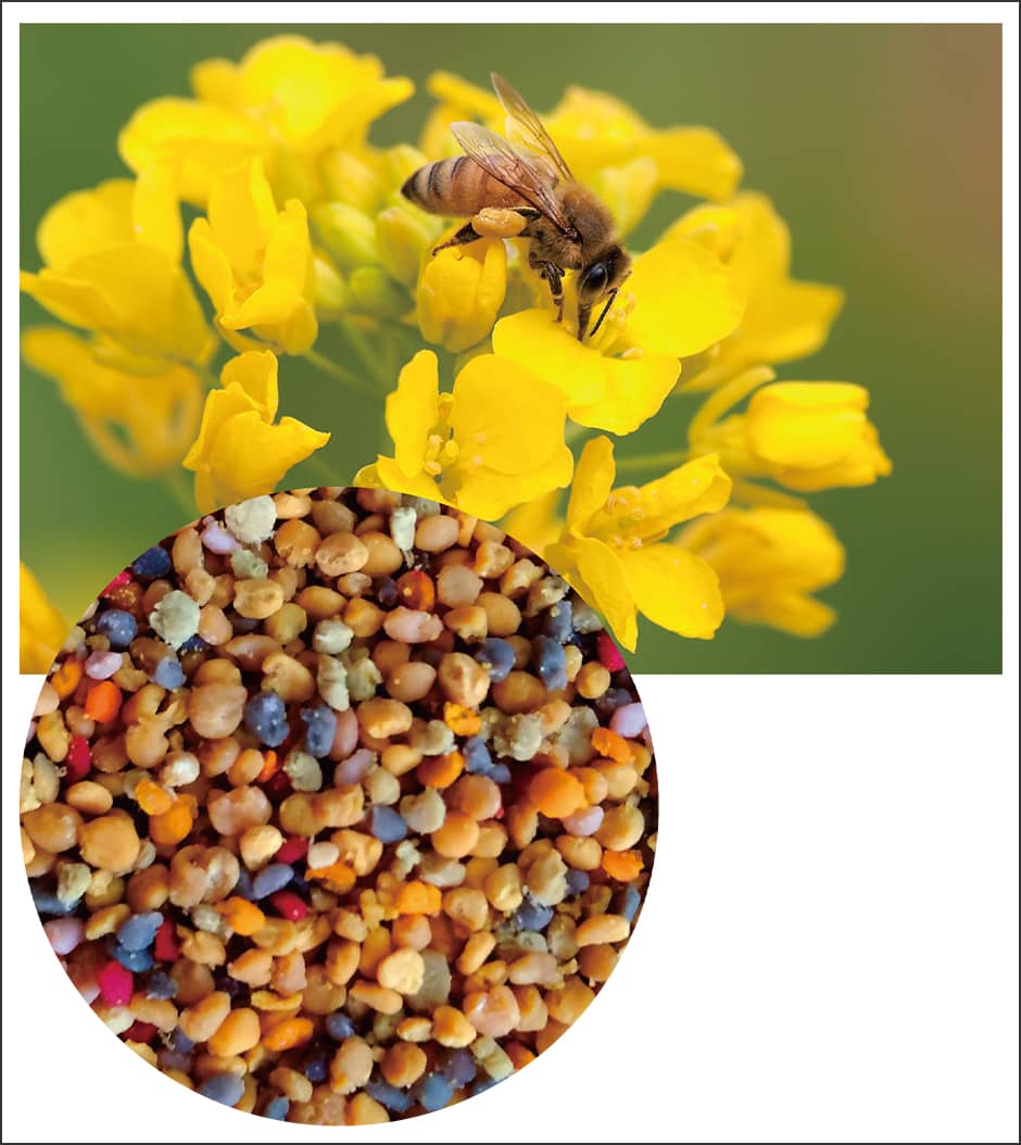 The secret ingredient that turns honeybees into queen bees •