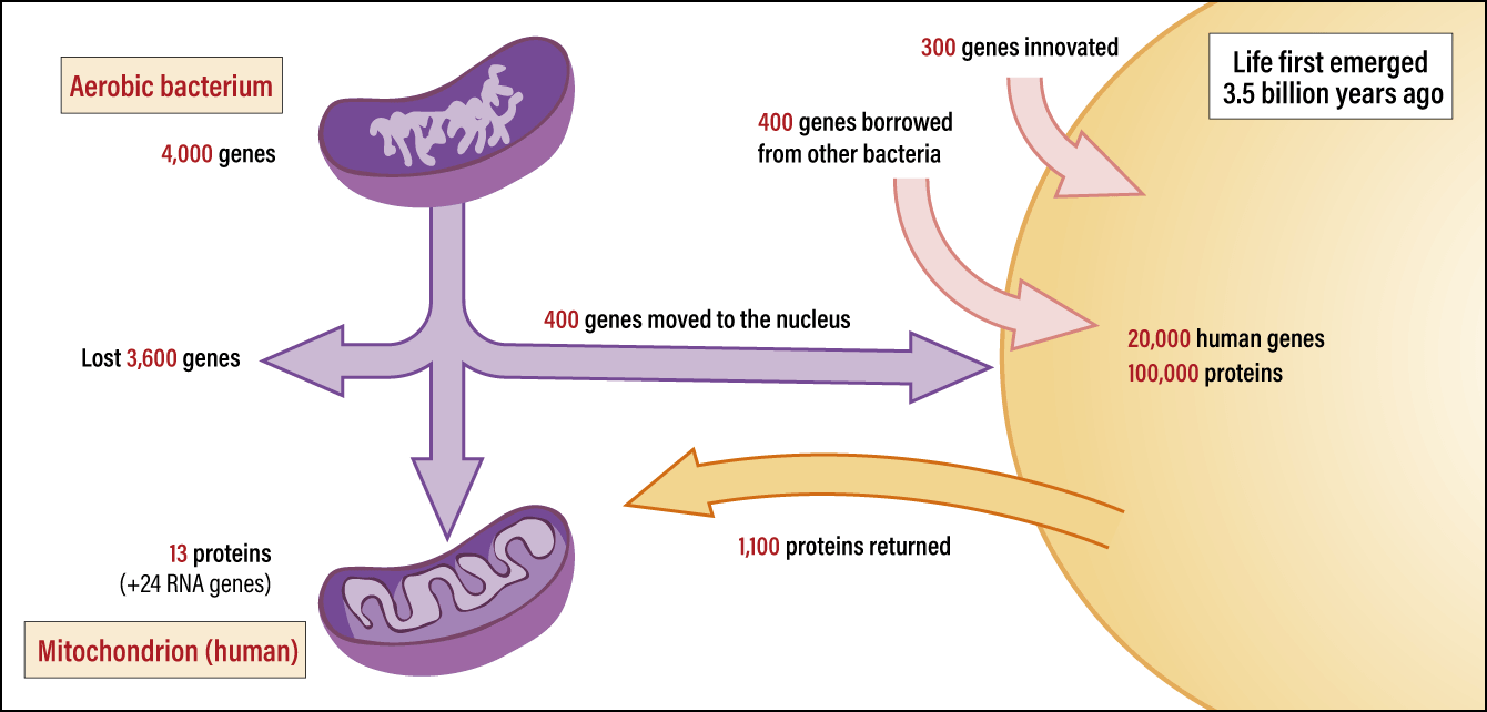 The bacterial origin of cellular organelles essential for life