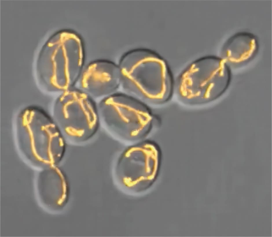 The bacterial origin of cellular organelles essential for life