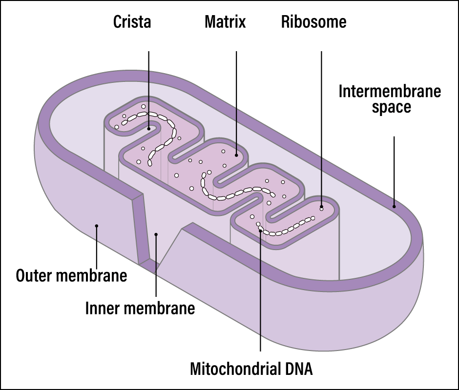 The bacterial origin of cellular organelles essential for life