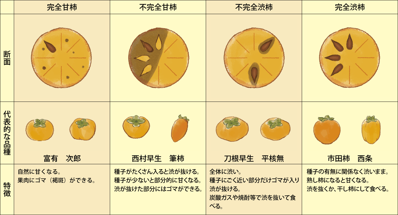 暮らしの科学 第43回 渋味が甘味に変わる干し柿の魅力