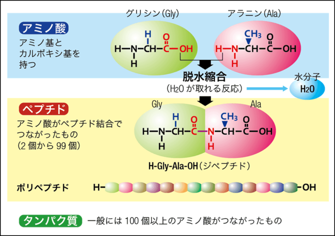 特集 ペプチドの世界 〈巻頭インタビュー〉ホルモン作用に限らない多様性が注目されている