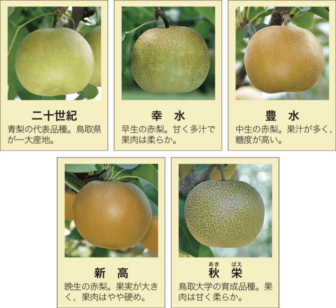 暮らしの科学 第47回 品種改良で見る梨の歴史と科学
