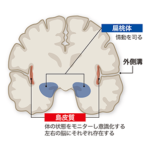 心の動きと体をつなぐ脳内3つの「ネットワーク」