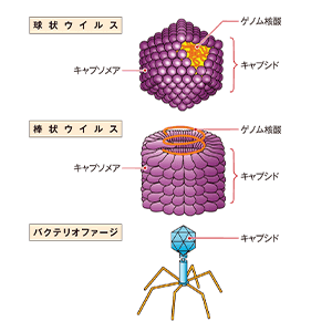 ヒトのがんウイルス みんなのバイオサイエンス 2 生物の進化にも関与——ウイルスは何者なのか