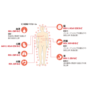 今後の研究が注目される「ヒト」と「ウイルス」の関係