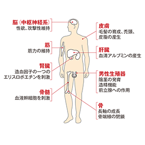 男性更年期障害 は テストステロン 減少が原因