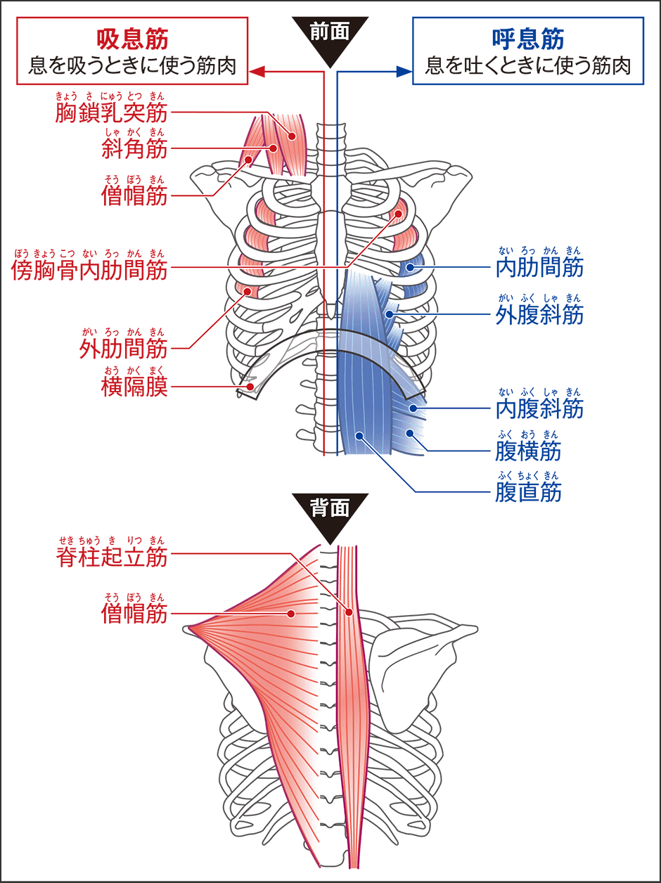 「呼吸筋」を鍛えて「良い呼吸」を手に入れよう
