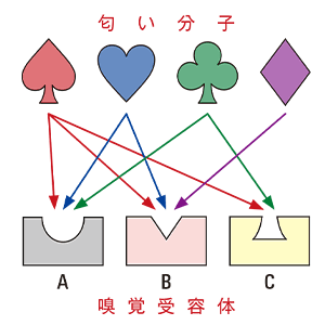 おいしさを感じる嗅覚は人類進化の謎を解く鍵！？