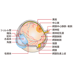 網膜剥離 こうすれば治る?復位率100%をめざして (新ES Now 4) Amazon.com: 網膜剥離 こうすれば治る−復位率100%をめざして
