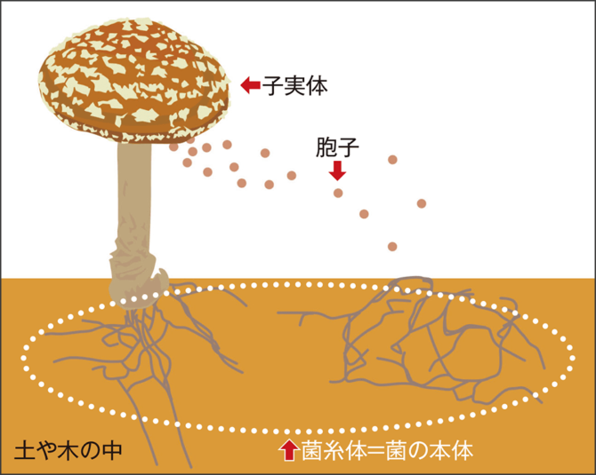 新たな選択肢になり得る!? 麴菌そのものを食べる代替肉