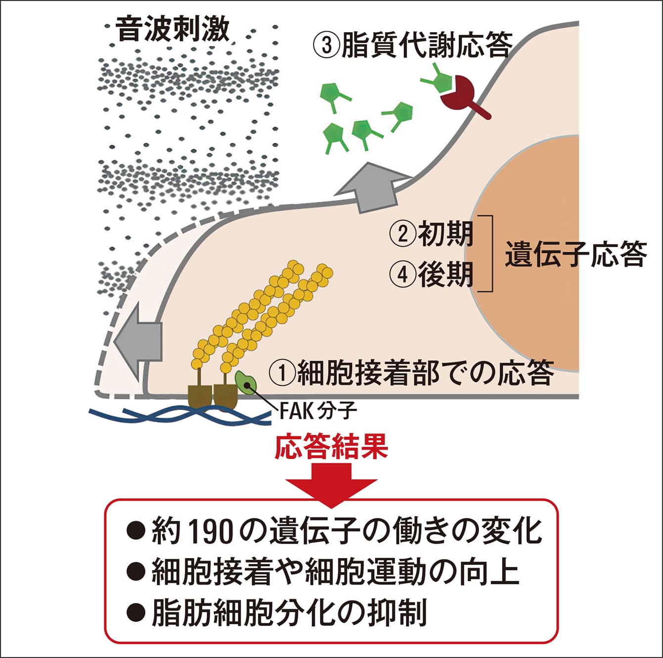 生命と音の不思議な関係