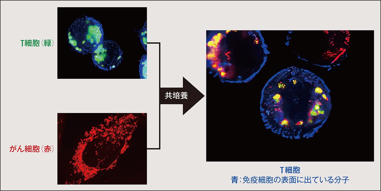 ミトコンドリアの「乗っ取り」でがん細胞はT細胞を抑制する