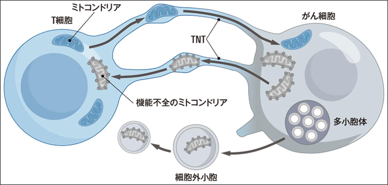 ミトコンドリアの「乗っ取り」でがん細胞はT細胞を抑制する